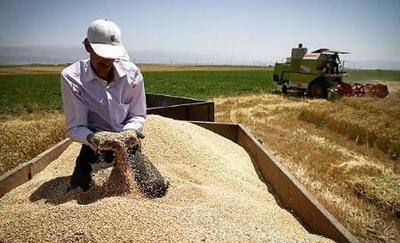 گندمکاران کردستانی چشم انتظار وعده های عملی نشده|عذرخواهی معاون استاندار هم دردی را درمان نکرد