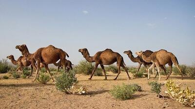 یازدهمین گله شتر از بستر خشک تالاب بین المللی هامون خارج شد