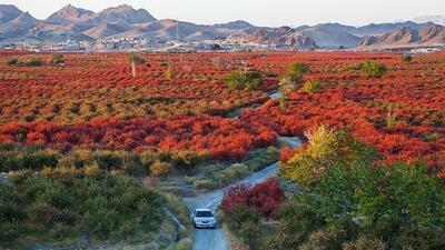 فیلم/ بزرگترین باغ زرشکی جهان در ایران