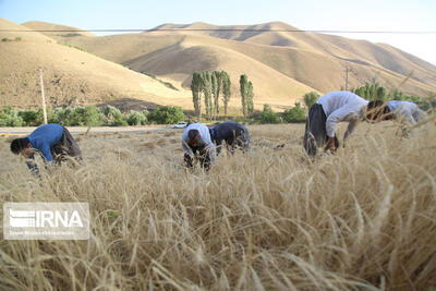 تلاش دولت برای پرداخت مطالبات گندمکاران کردستانی