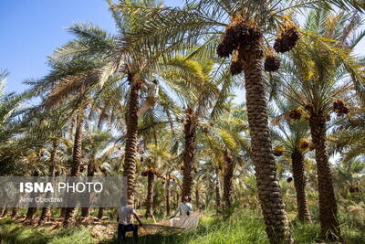 افزایش حدود ۱۰ درصدی برداشت محصول خرما در آبادان