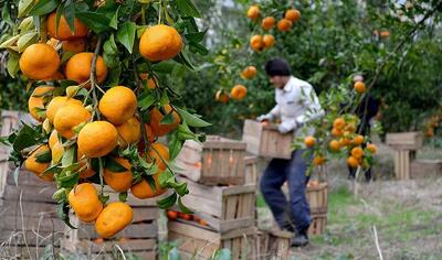 ارسال ۳۰ کانتینر نارنگی به روسیه/ چین مشتری مرکبات مازندران