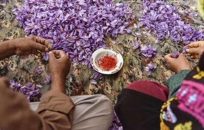 طلای سرخ اصفهان مدال چهارم کشور را دارد| معایب کشت گلخانه ای زعفران