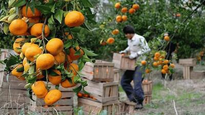 کشور چین متقاضی مرکبات مازندران است