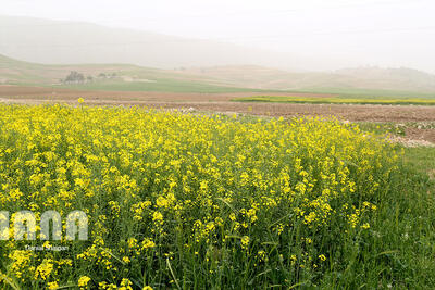 مقابله با خشکسالی با احیای مراتع