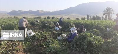 طرح سرشماری کشاورزی در ۲۴۶ روستای سرپل‌ذهاب اجرا می‌شود