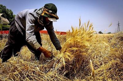 مطالبات گندم‌کاران تا پایان هفته تسویه می‌شود