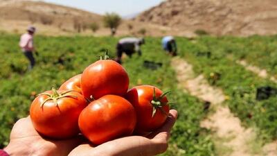 نوسان قیمت گوجه فرنگی، کشت این محصول را در نیشابور کاهش داد