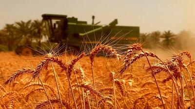 ماجرای ادامه دار تاخیر در پرداخت مطالبات این بار به گندمکاران روستای مجید آباد رسید