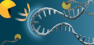 مبارزه با سرطان و پیری با کشف روشی جدید برای حفظ mRNA