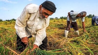 فعالیت ۲۳ درصد لرستانی‌ها در بخش کشاورزی