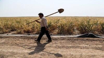 سرشماری زراعی امسال را ۲۹۰ آمارگیر انجام می‌دهند