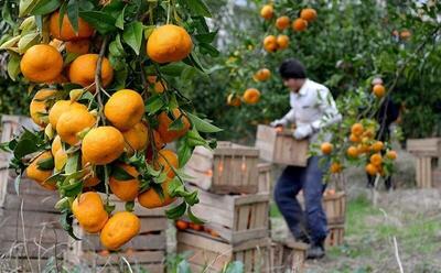 امام جمعه ساری: زیرساخت های صادرات مرکبات مازندران فراهم نیست