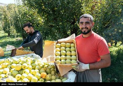 آذربایجان‌شرقی رتبه دوم تولید سیب در کشور - تسنیم