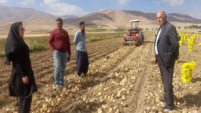 برداشت سیب زمینی از مزارع بخش گندمان