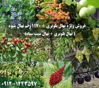 ایران نهال فروش ویژه نهال بلوبری + 1170 رقم نهال میوه را آغاز کرد!