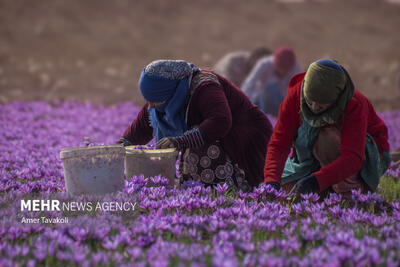 سهم ایران از بازار مالی صادرات زعفران کمتر از ۱۰ درصد است