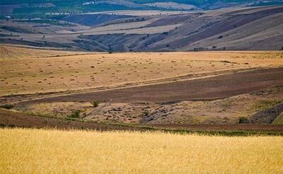 فعالیت ۲۹۹ کارشناس در اجرای طرح جهش تولید در دیمزارهای کردستان