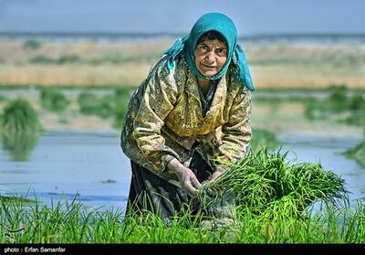 ورشکستگی آبی ایران   بهای گزاف عدم اصلاح الگوی کشت - تسنیم