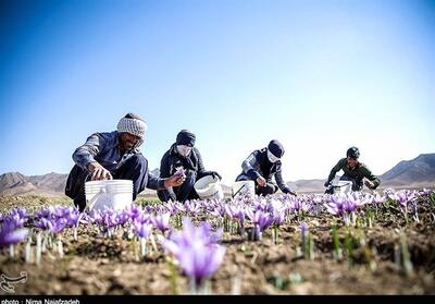 زعفران ایران باید شناسنامه‌دار شود - تسنیم