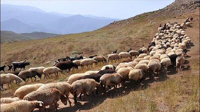 طرح بهبود تولید مثل دام سبک عشایر آغاز شد