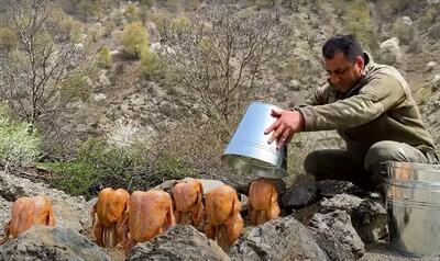 مرغ سطلی آشپز معروف آذربایجانی ۳۷ میلیون بار دیده شده !!!