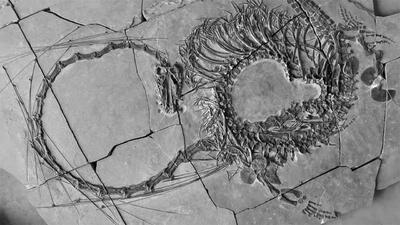 بقایای اژدهای 240 میلیون ساله در چین کشف شد! - دیجی رو