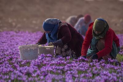 چرا طلای سرخ ایران قاچاق می‌شود؟ / منافع صادرات غیررسمی