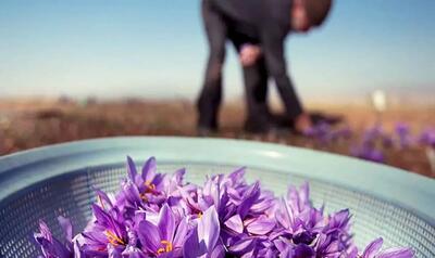 کاهش ۶۵ درصدی صادرات زعفران ایران به چین