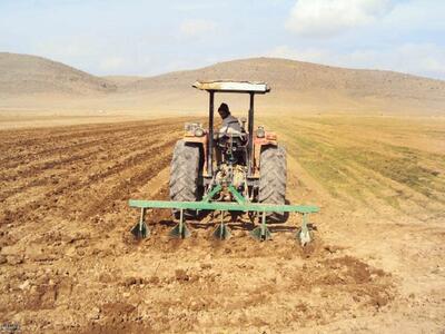 بوشهری‌ها کشت گندم را شروع کردند