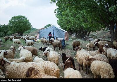 کوچ پاییزه عشایر لرستان/ جابه‌جایی یک میلیون رأس دام - تسنیم