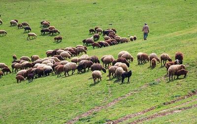 جابجایی دام بدون هماهنگی دامپزشکی چالش ساز شده است