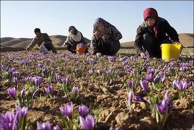 زعفران چهارمحال و بختیاری با برند استان صادر نمی‌شود