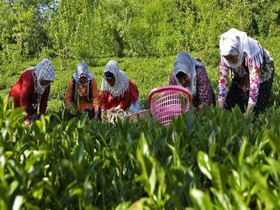 واردات چای محدود شد/ پرداخت مطالبات ۶۰ درصدی چایکاران