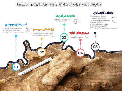 فسیل‌های مراغه در کدام موزه‌های جهان نگهداری می‌شود؟