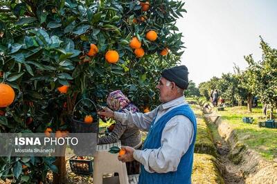 پیش‌بینی برداشت ۳۰ هزار تن مرکبات از سطح باغات سیستان و بلوچستان