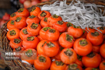 برداشت خرمالو در سطح ۹۰ هکتار از باغات استان قزوین آغاز شد