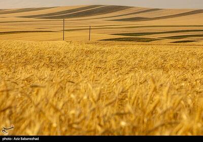 مانده مطالبات گندم‌کاران لرستانی؛ 47میلیون تومان - تسنیم