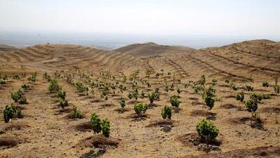 مسیر مهران تا کوت عراق درختکاری می‌شود