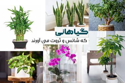 گیاهان ثروت ساز در فنگ شویی / میخوای صفرای جلوی حساب بانکیت تا بینهایت بره اینارو بخر