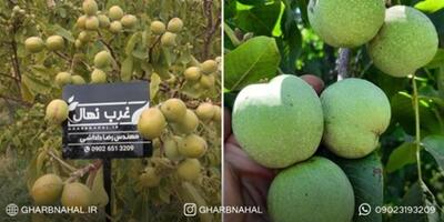 خرید بهترین نهال گردو میلیاردی، سرمایه‌گذاری در باغ شما