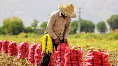 امسال خرید حمایتی برخی محصولات با تسهیلات ارزان‌قیمت آغاز شد