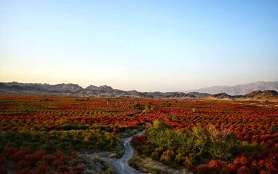 بزرگترین باغ زرشک دنیا در ایران؛ از خواص زرشک چه می‌ دانید ؟ (+عکس)