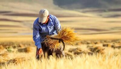 خبر خوش برای گندمکاران/تمام مطالبات پرداخت شد