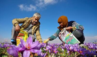 طلای سرخ؛ ناجی آب و اقتصاد