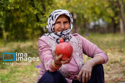 جشنواره انار روستای نمهیل