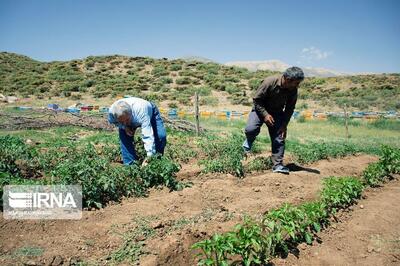 سرشماری عمومی کشاورزی یاریگر محققان در برنامه ریزی بهنگام است