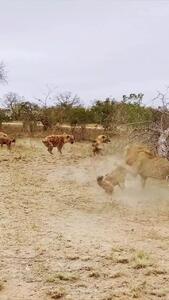 فیلم جدال شیر و کفتارها؛ مبارزه برای بقا