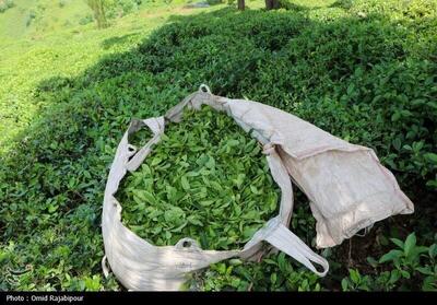 ۲۰۱۷ میلیارد تومان برگ سبز چای از چایکاران خریداری شد