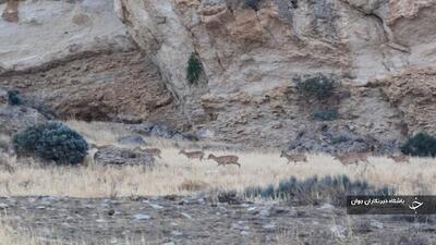 سرشماری پستانداران پارک ملی دریاچه ارومیه انجام شد